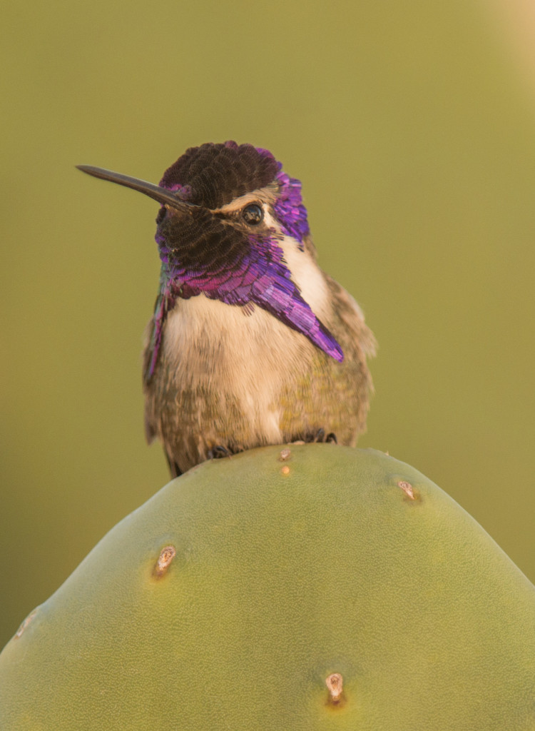 Hummingbird, Costa's 20160107-02