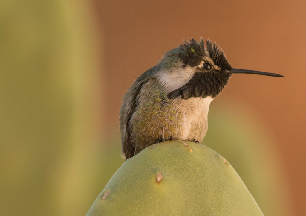 Hummingbird, Costa's 20160107-08