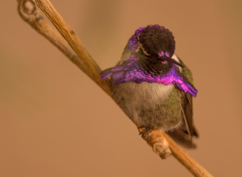 Hummingbird, Costa's 20160107-12