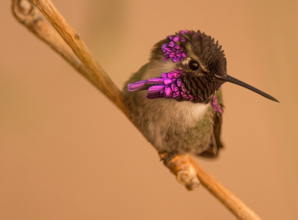 Hummingbird, Costa's 20160107-15