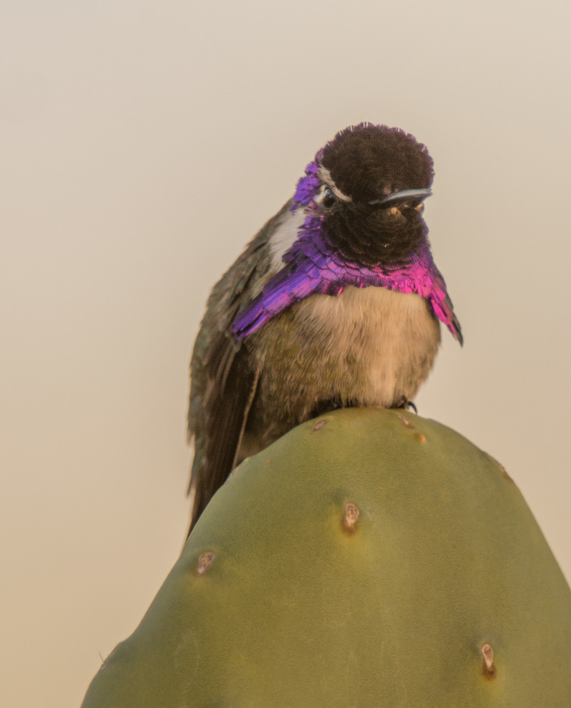 Hummingbird, Costa's 20160107-20