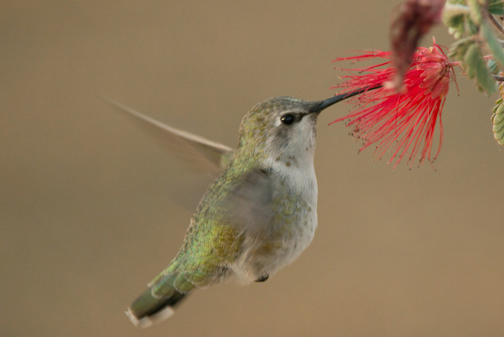 Hummingbird, Costa's 20160108-01