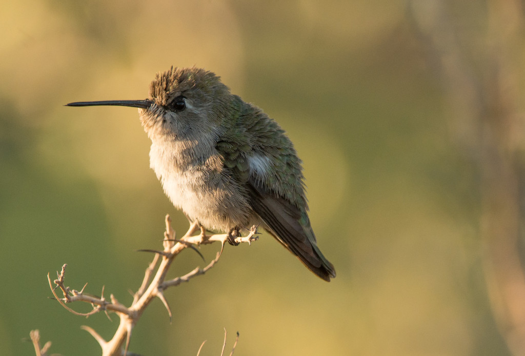 Hummingbird, Costa's 20160108-07