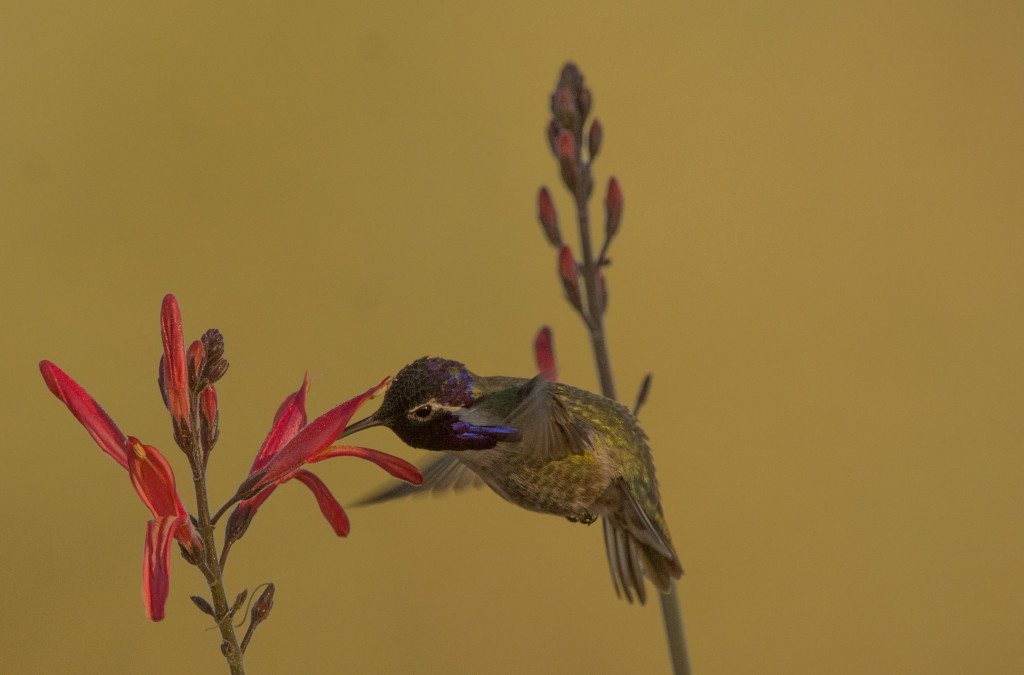 Hummingbird, Costa's 20160108-11