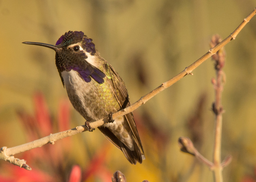 Hummingbird, Costa's 20160108-15
