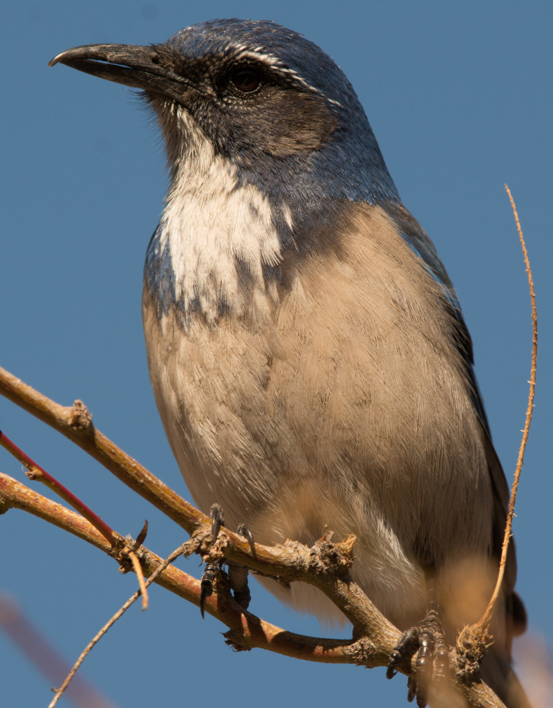 Jay, Western Scrub 20160108-04