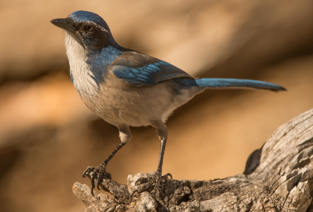 Jay, Western Scrub 20160108-12