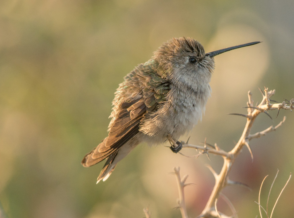 Hummingbird, Costa's 20160109-06