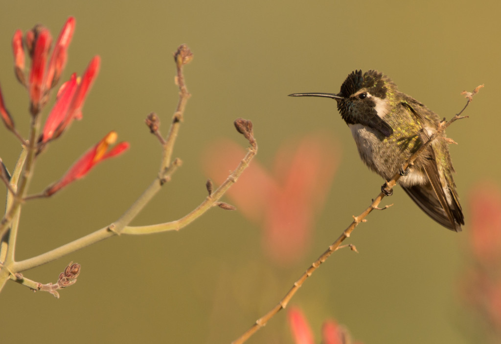 Hummingbird, Costa's 20160109-15