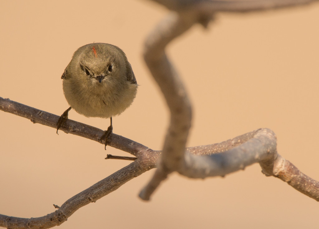 Kinglet, Ruby-crowned 20160108-04