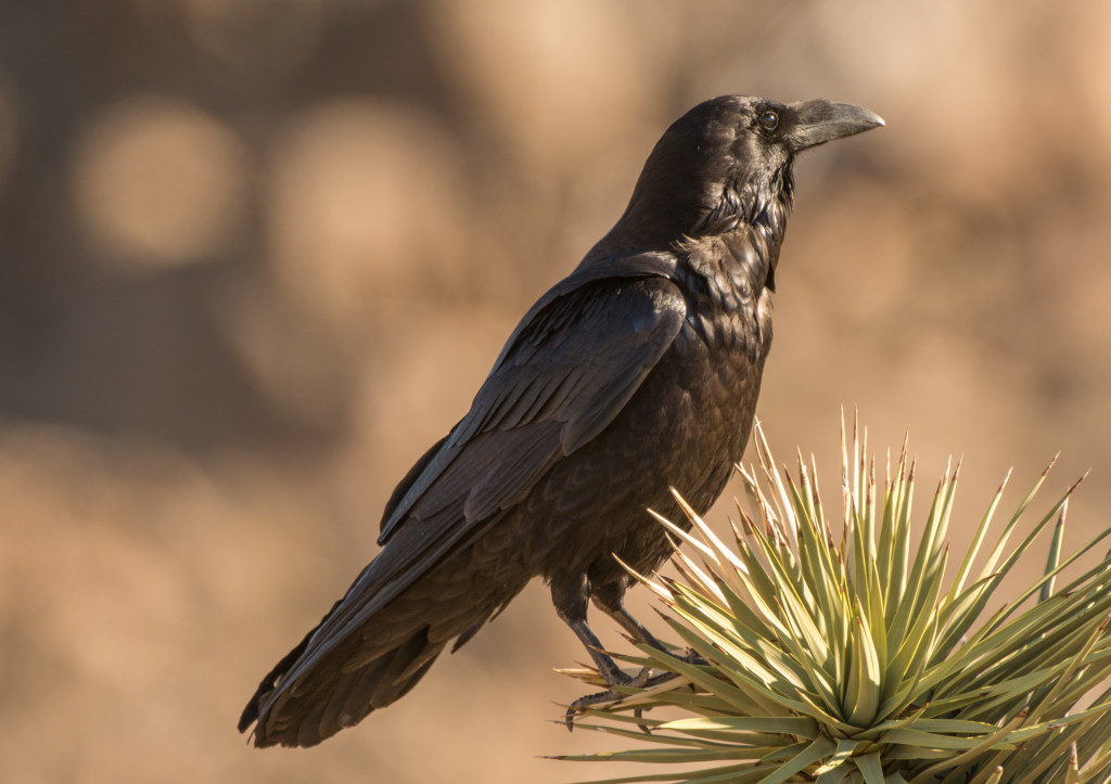 Raven, Common 20160108-02