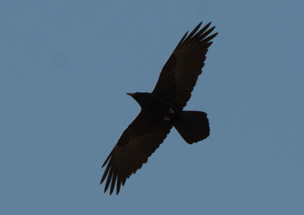Raven, Common 20160109-01