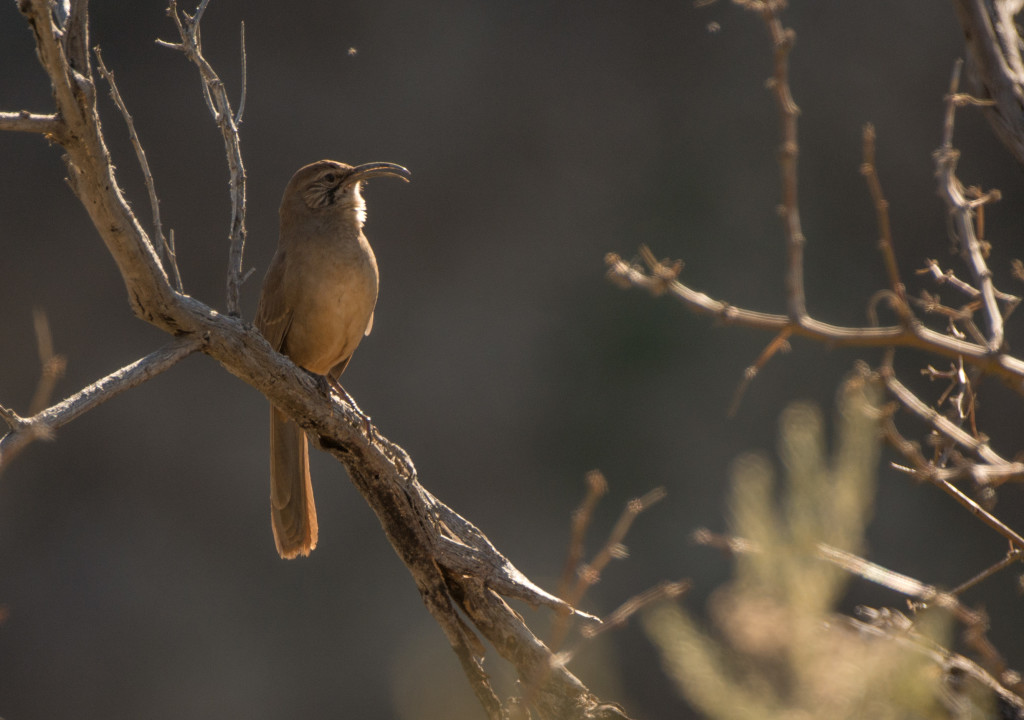 Thrasher, Califoornia 20160108-02