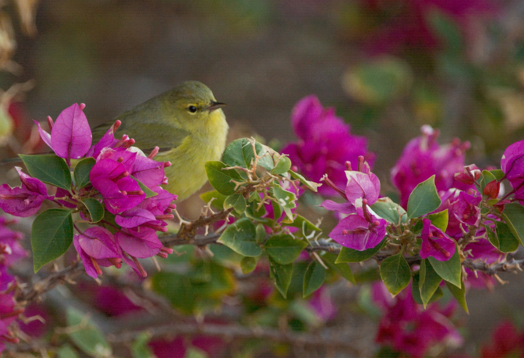 Verdin 20160108-03