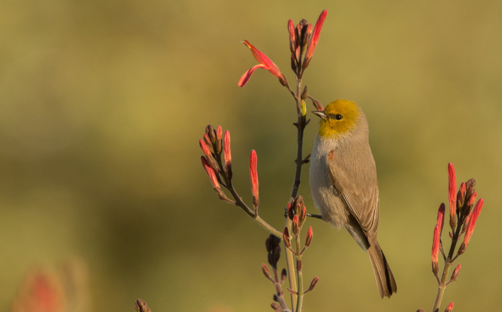 Verdin 20160108-06