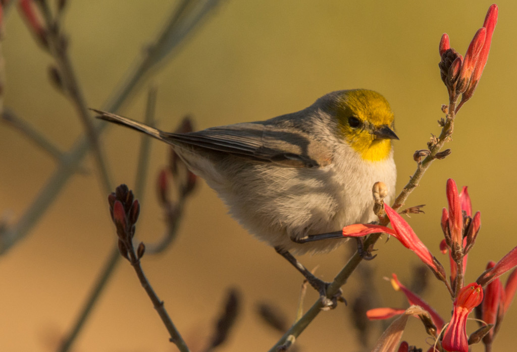 Verdin 20160108-08