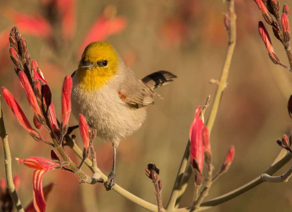 Verdin 20160108-14