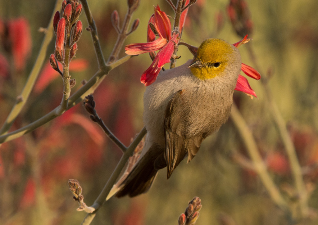 Verdin 20160109-03