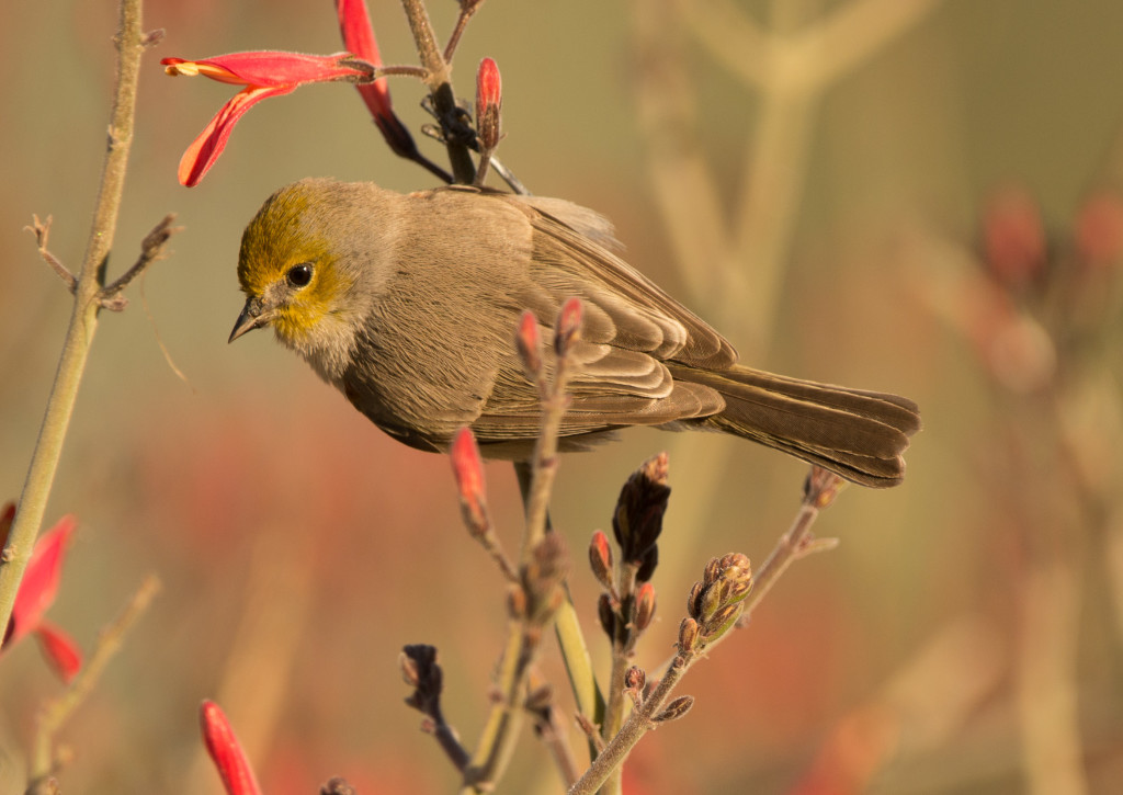 Verdin 20160109-07