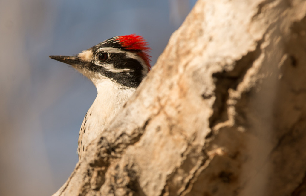 Woodpecker, Nuttall's 20160108-01
