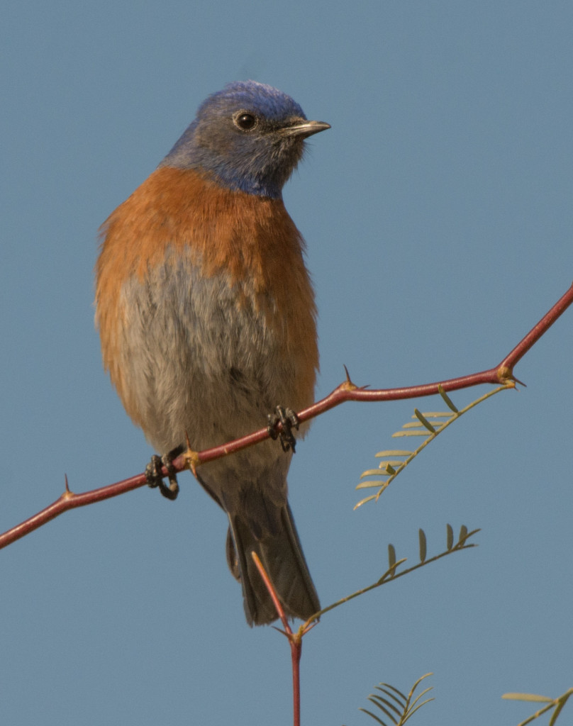 Bluebird, Western 20160110-04