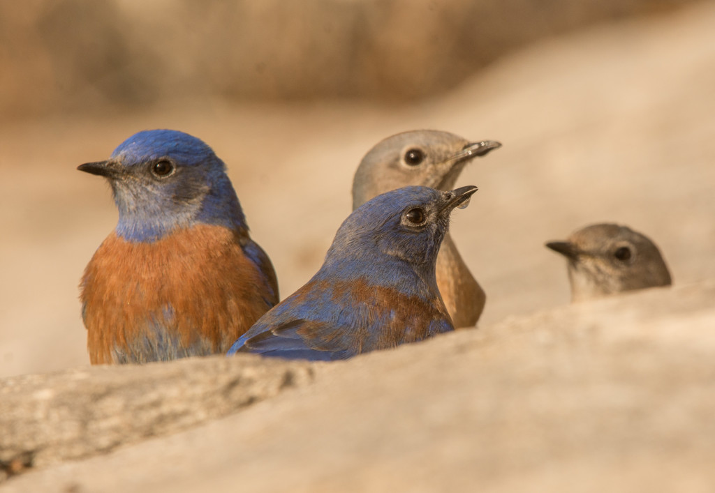 Bluebird, Western 20160110-07