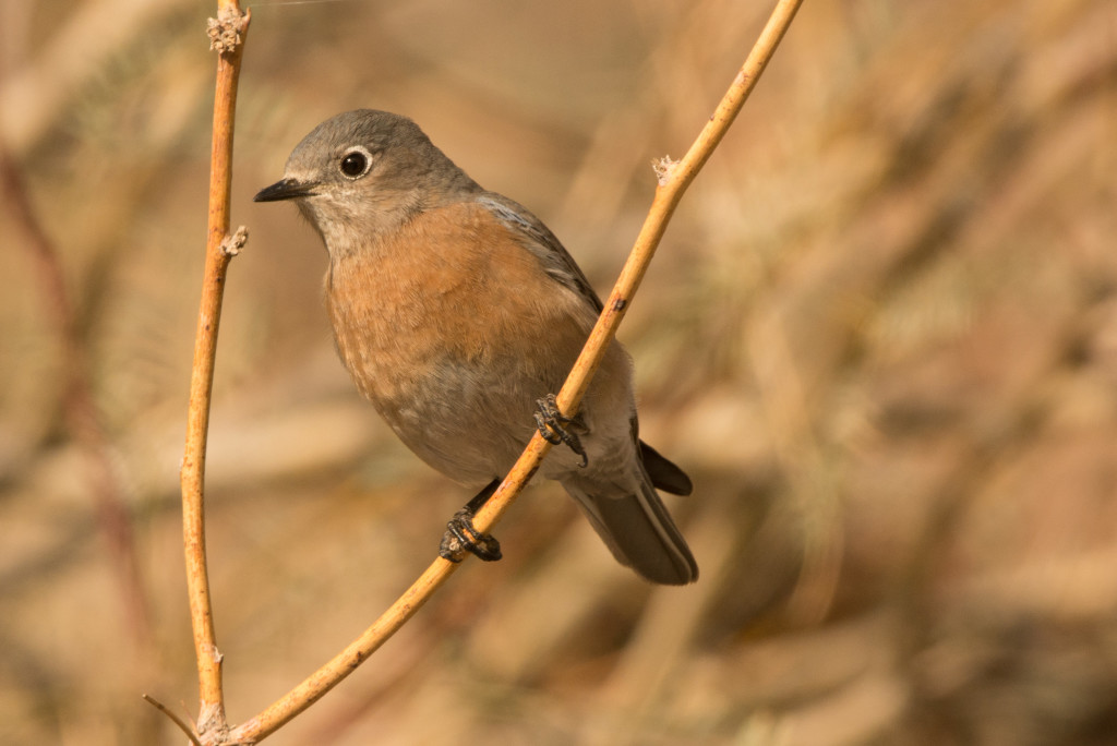 Bluebird, Western 20160110-13