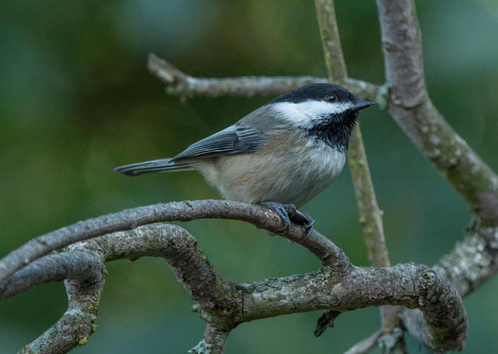 Chickadee, Black-capped 20160315-02