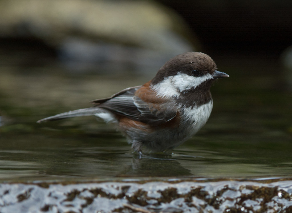 Chickadee, Chestnut-backed 20160315-03