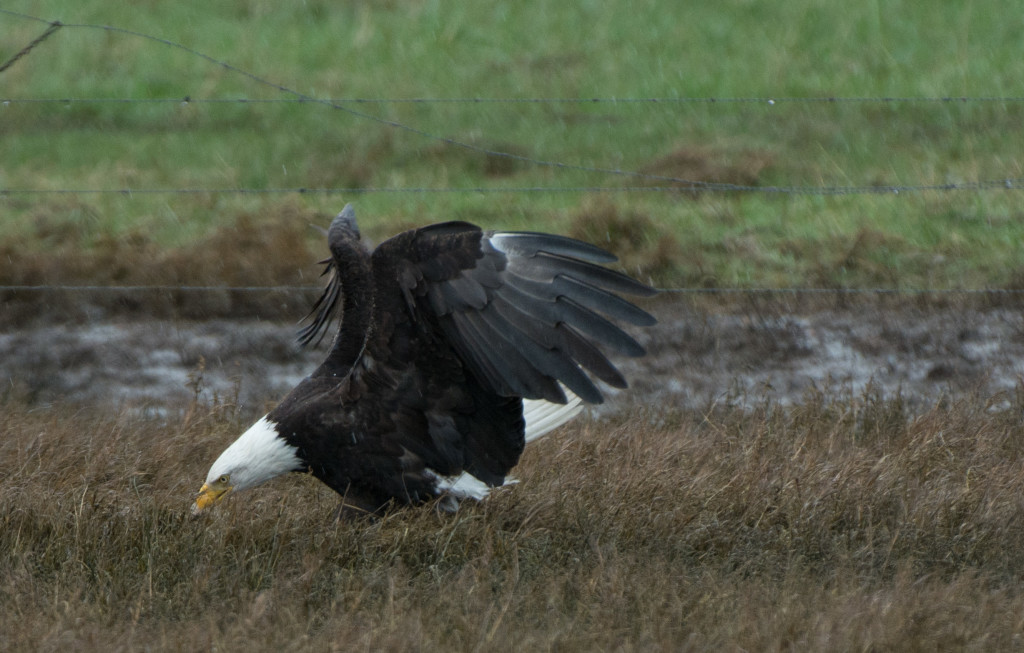 Eagle, Bald - eating 20160313-05