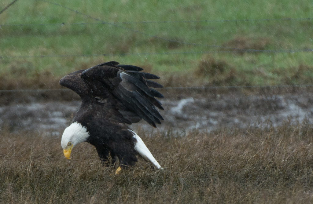 Eagle, Bald - eating 20160313-11