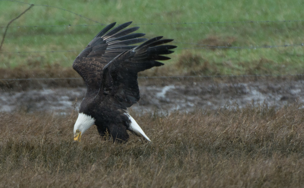 Eagle, Bald - eating 20160313-12