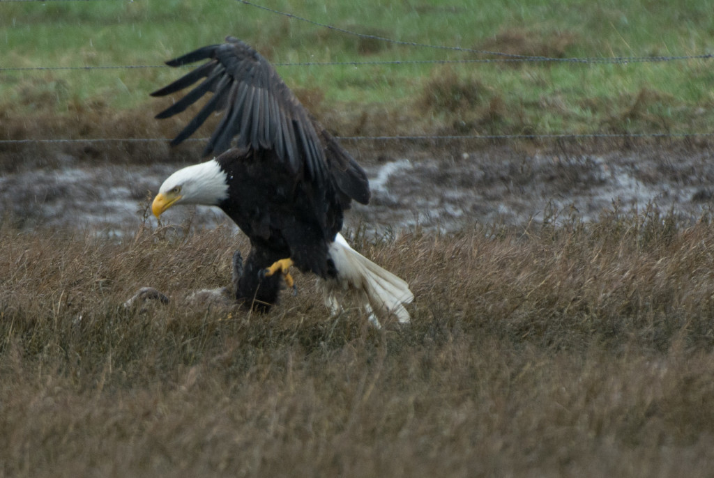 Eagle, Bald - eating 20160313-14