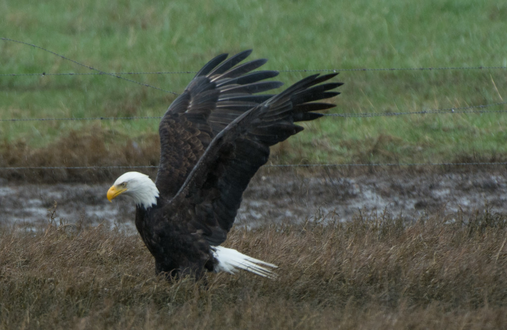 Eagle, Bald - eating 20160313-15