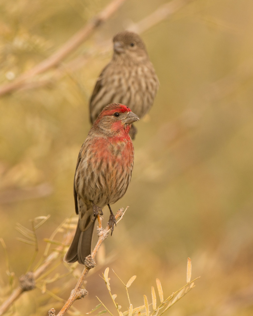 Finch, House 20160110-18