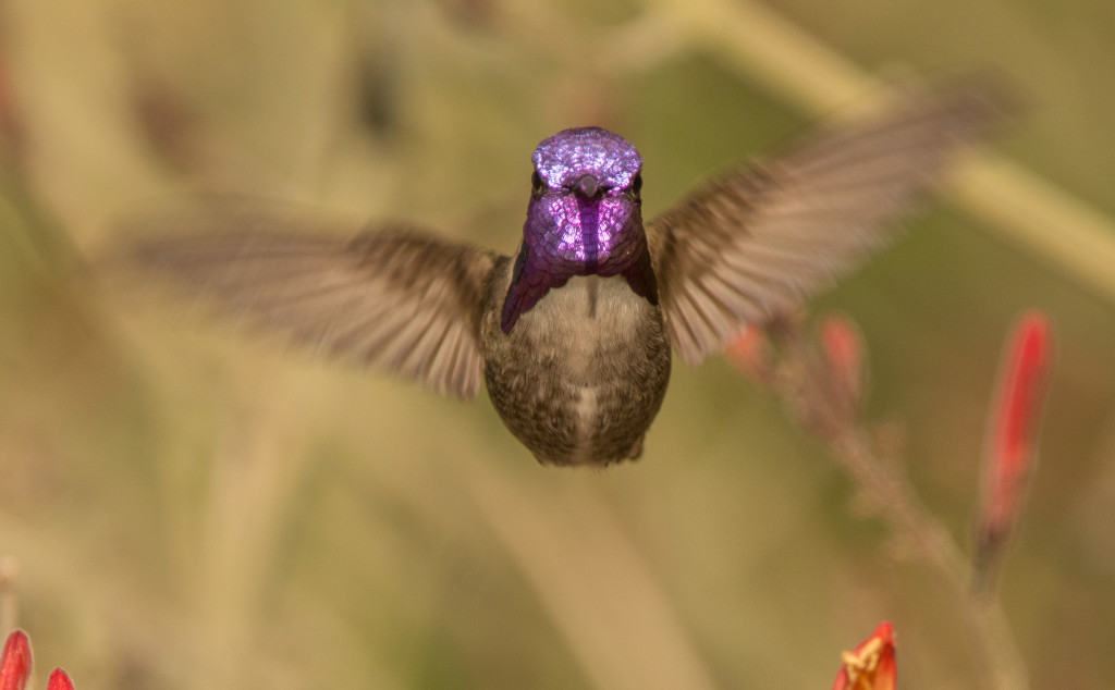 Hummingbird, Costa's 20160111-06