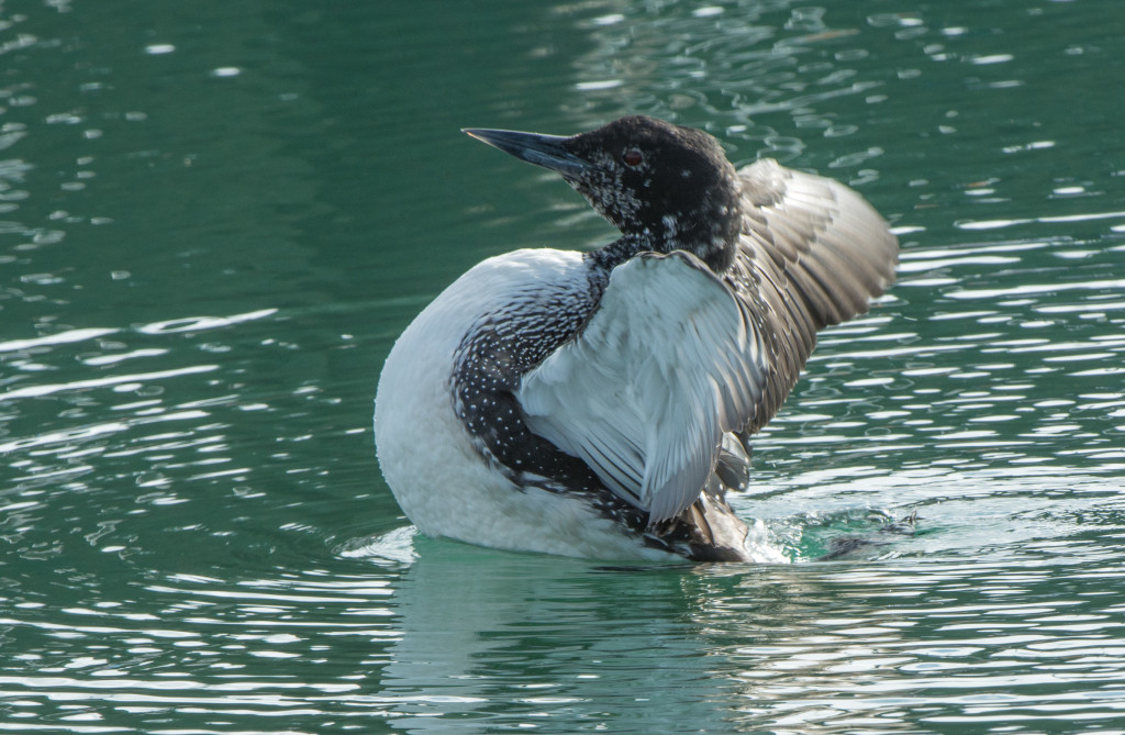 Loon, Common 20160316-30