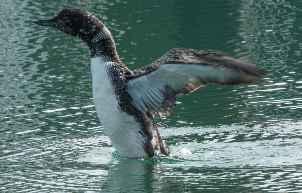 Loon, Common 20160316-31