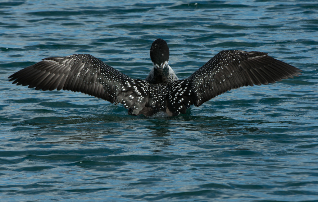 Loon, Common 20160316-38