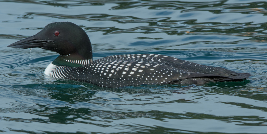 Loon, Common 20160319-02