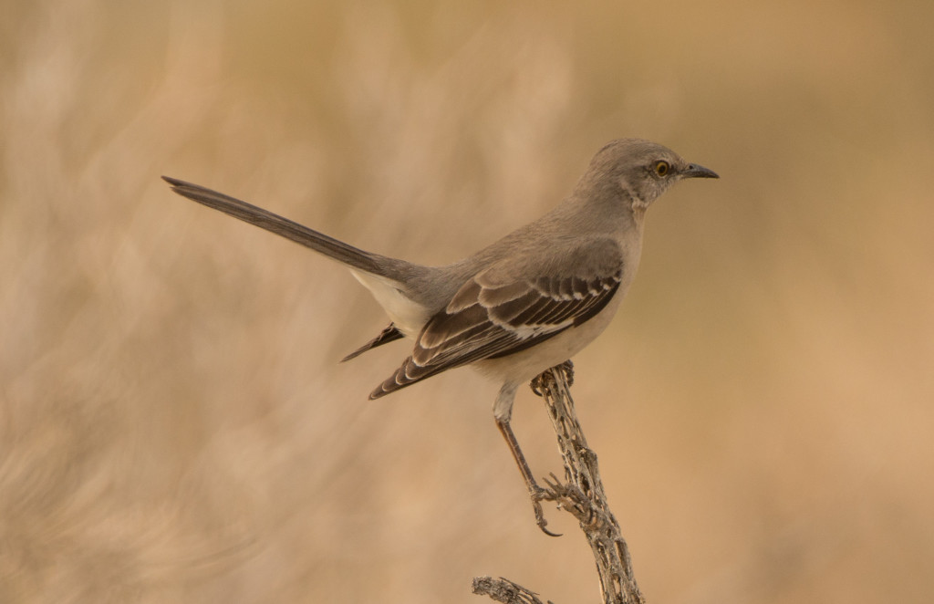 Mockingbird, Northern 20160110-04