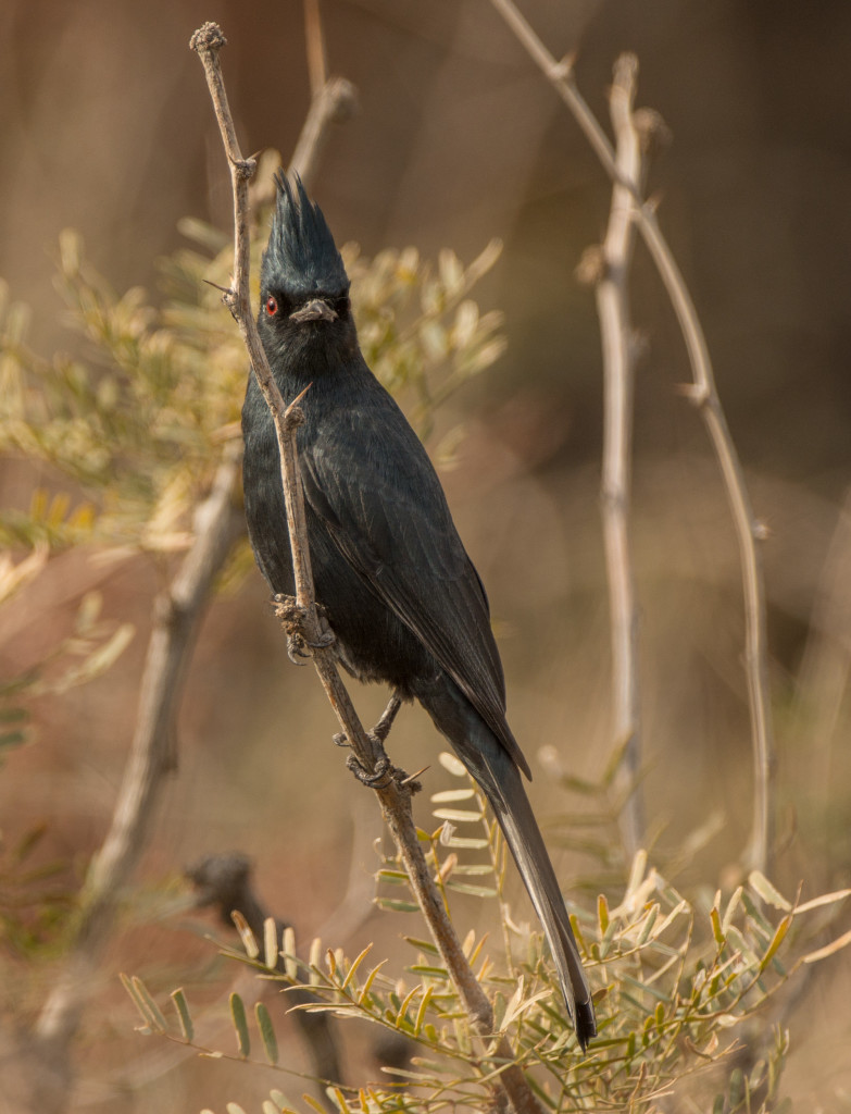 Phainopepla 20160110-01