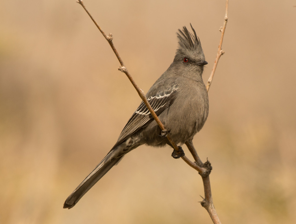 Phainopepla 20160110-08