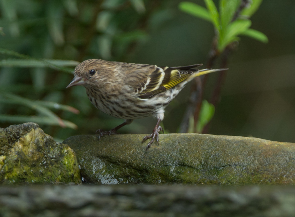 Siskin, Pine 20160315-02