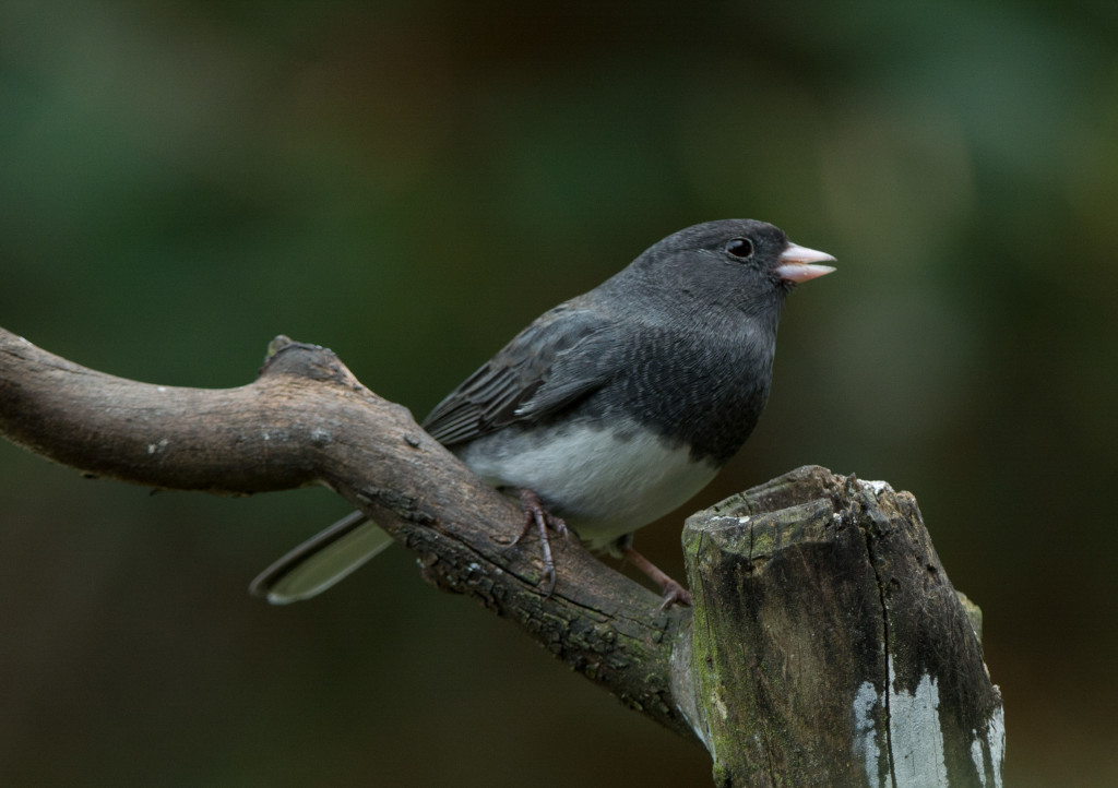 lJunco, Dark-eyed - Slate-colored 20160315-09