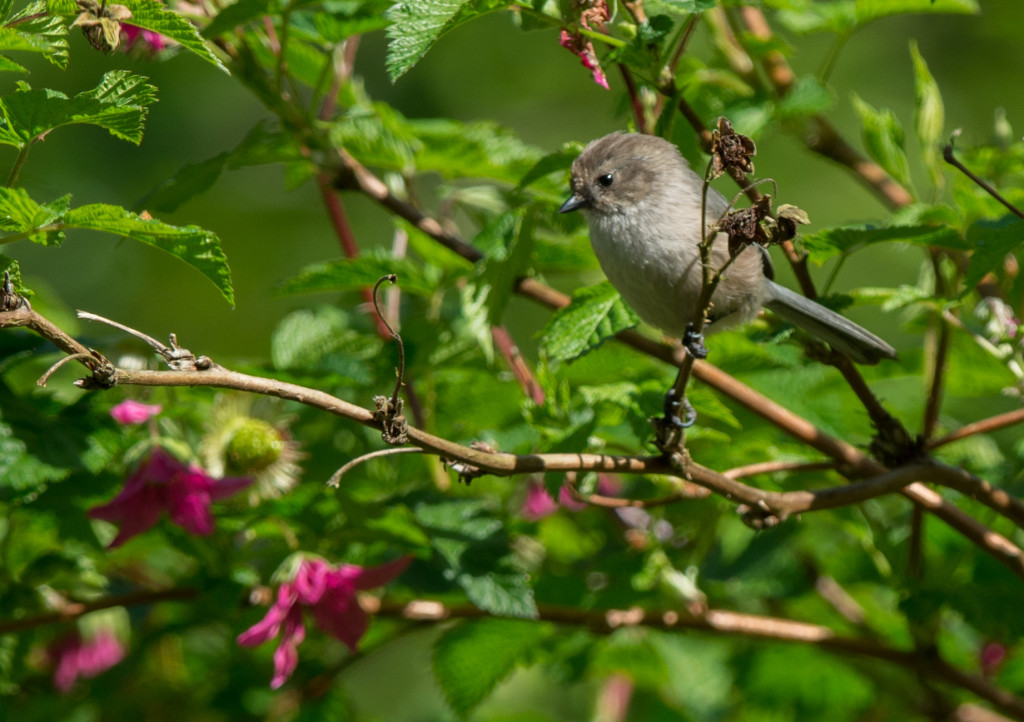 Bushtit 20160404-11