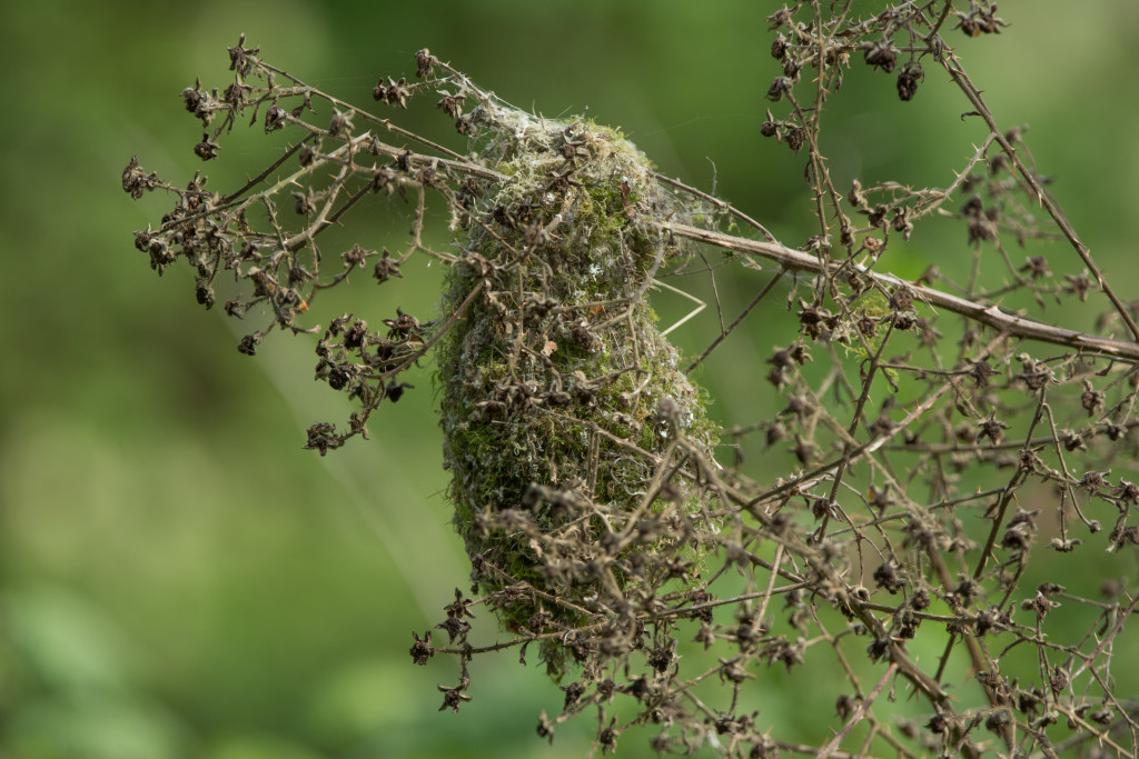 Bushtit nest 20160403-01