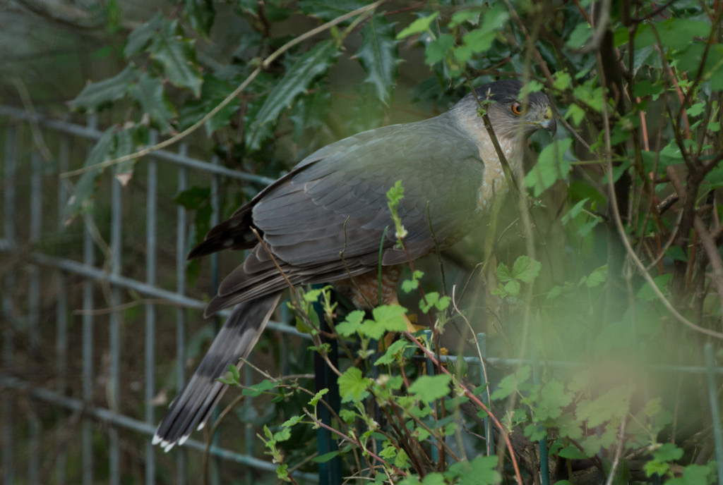 accipiter 20160326-02