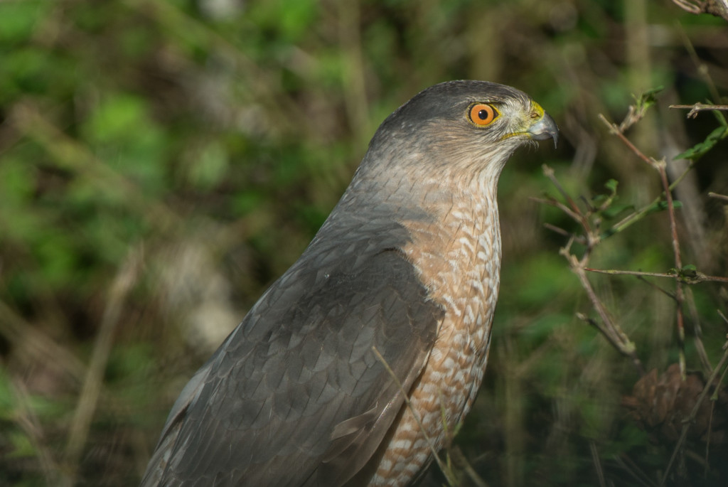 accipiter 20160330-03