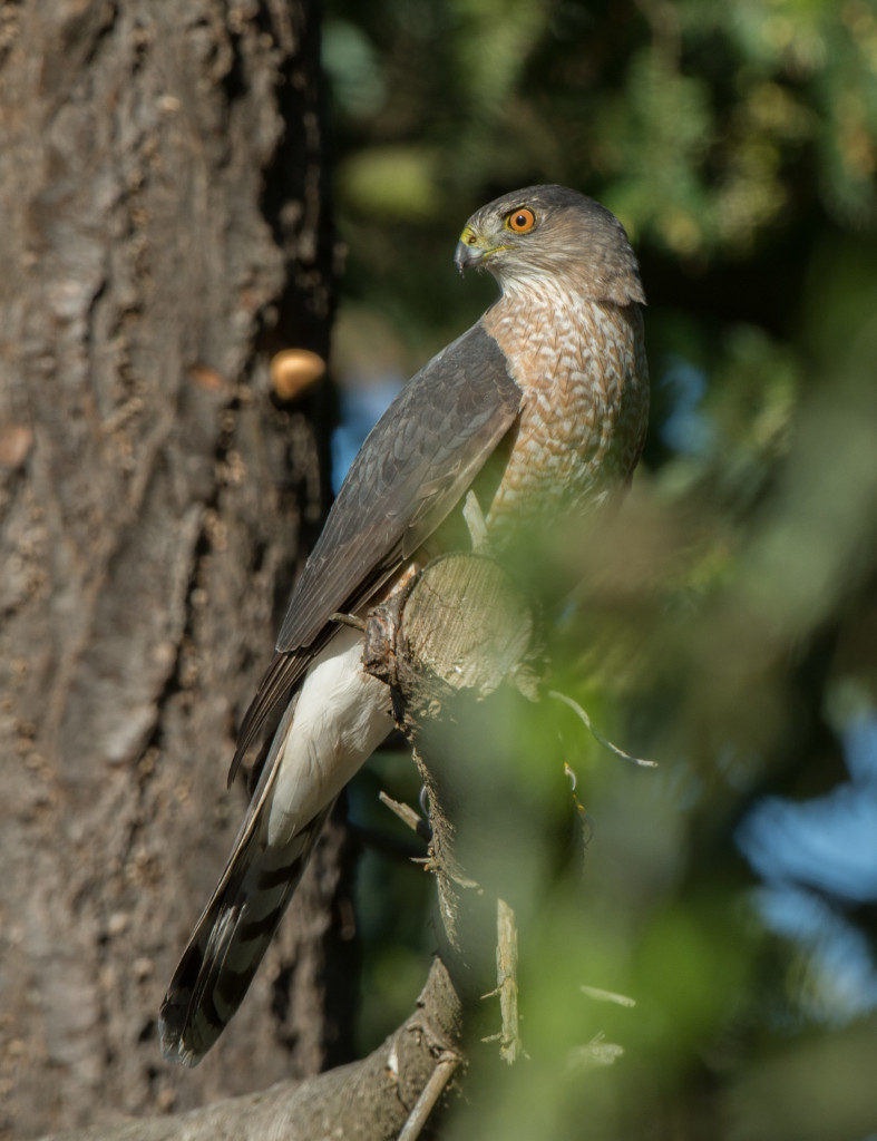 accipiter 20160330-06